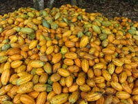 cacau.jpg