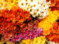 flores.jpg