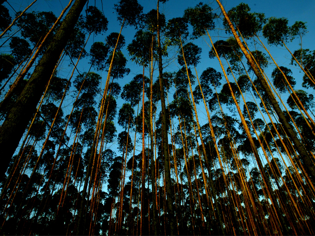 florestas plantadas.jpg