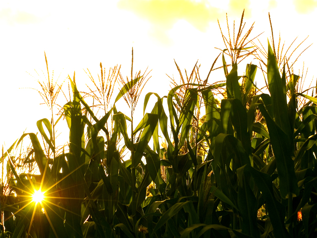 milho.jpg