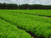 organicos