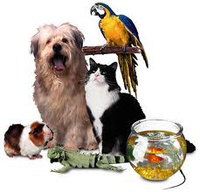 Pet.jpg
