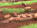 Prática de bem-estar animal privilegia sistema diferente de manejo de porcos - Globo Rural