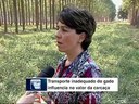 Sustentabilidade - transporte de gado