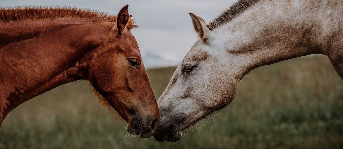 cavalos