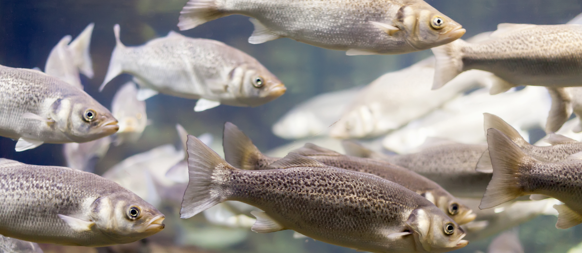 peixes