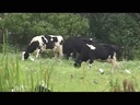 Animais Seres Sencientes - Parte 2/8 - WSPA Brasil