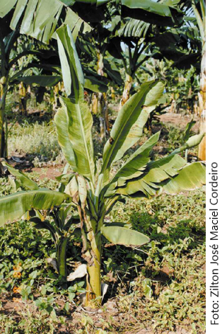 Mosaico causado pelo Cucumber mosaic virus (CMV).