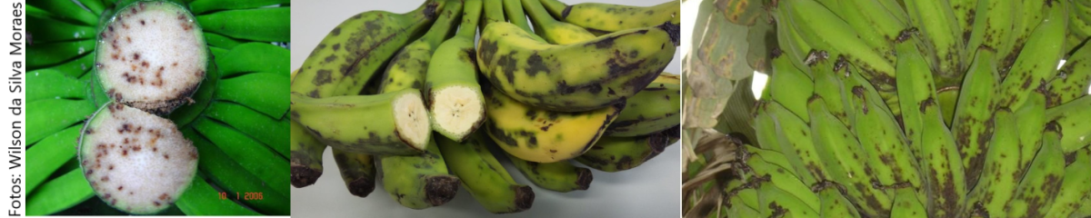 Danos em frutos