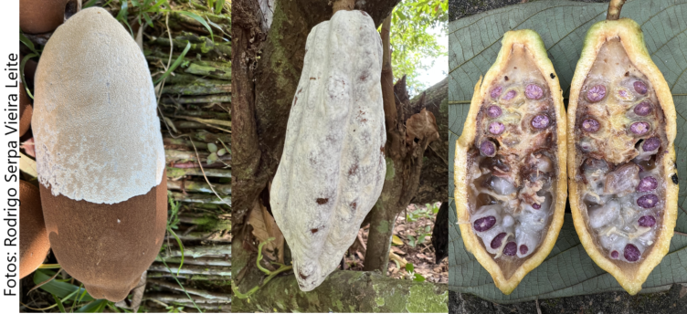 Sintomas em frutos e amêndoas.