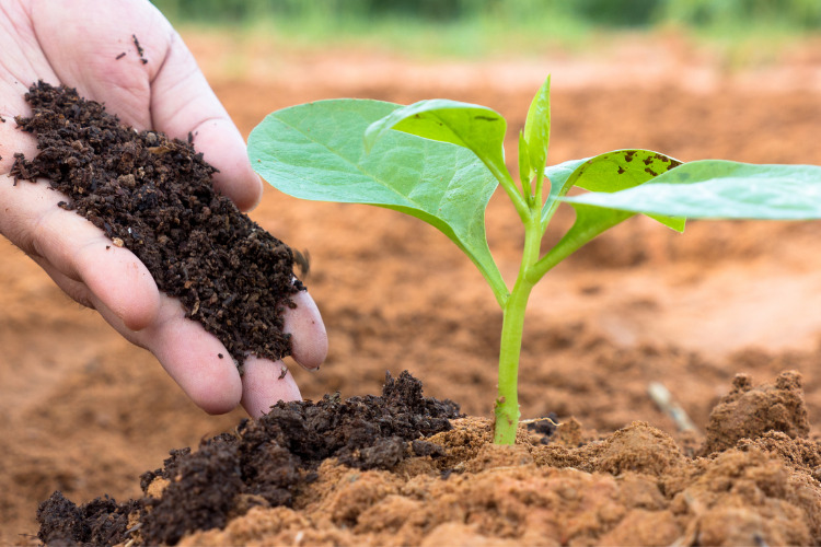 farmer-hand-giving-plant-organic-humus-fertilizer-to-plant-picture-id684977254.jpg