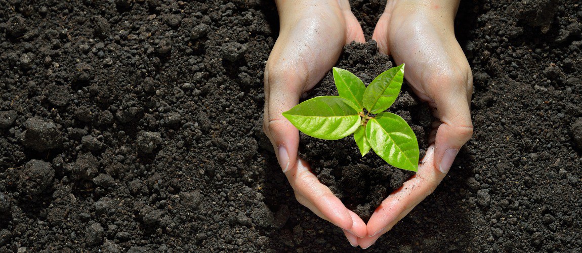 Todo fator de produção utilizado com o objetivo de garantir a nutrição e a proteção das plantas para obter boa produtividade da lavoura e produto final de boa qualidade.