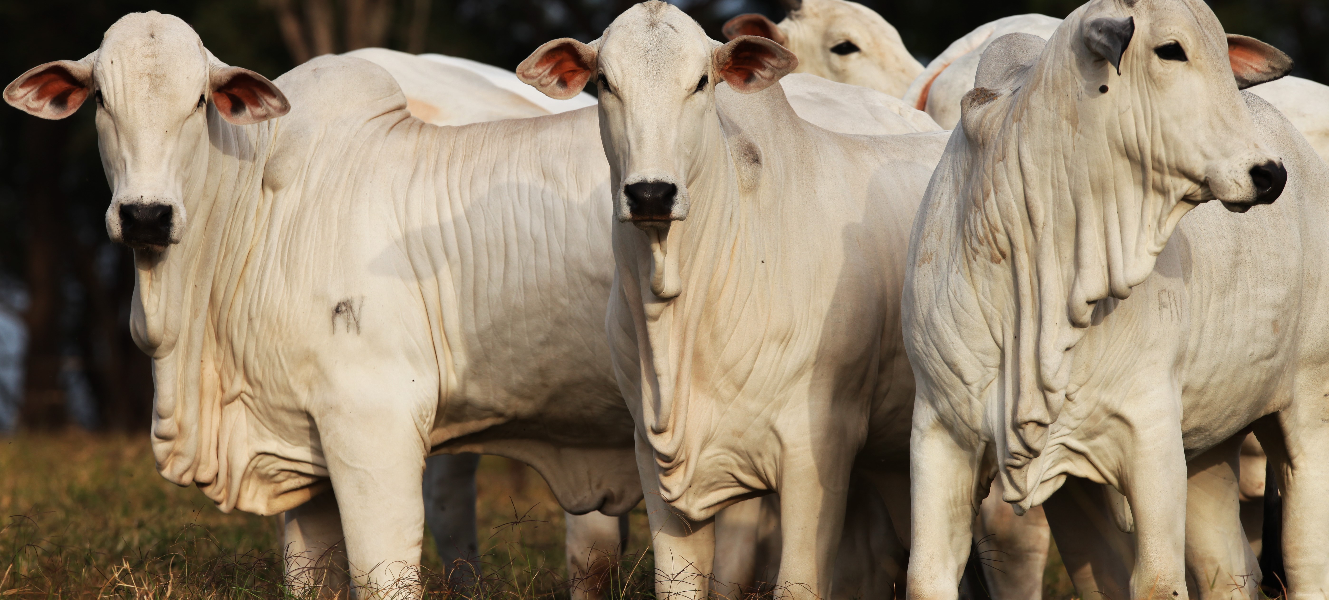 Todo estabelecimento produtor, comercial ou prestador de serviço que trabalha com material de multiplicação animal bovino, bubalino, caprino, ovino, equídeo e suíno (sêmen e embriões), avícola e sericícola (ovos e larvas de bicho-da-seda) deve ser registrado no Ministério da Agricultura, Pecuária e Abastecimento.