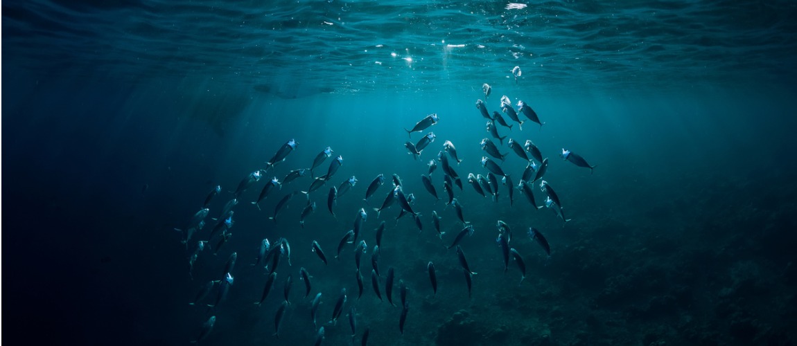 doenças tilápias