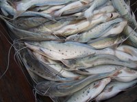Pesca e comercialização da piracatinga no país ficam proibidas por mais um ano