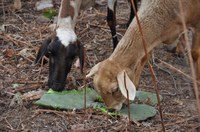 Projeto promove rota de aprendizagem na criação de caprinos e ovinos no semiárido