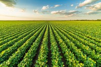 Valor da Produção Agropecuária de 2022 está estimado em R$ 1,241 trilhão