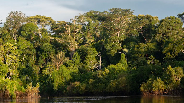 Divulgação/Serviço Florestal Brasileiro