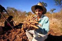 Açafrão da região de Mara Rosa, em Goiás, é o primeiro do país com indicação geográfica