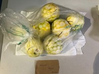 Ação de prevenção da mosca-da-carambola em Roraima conta com apoio de cão de detecção do Mapa