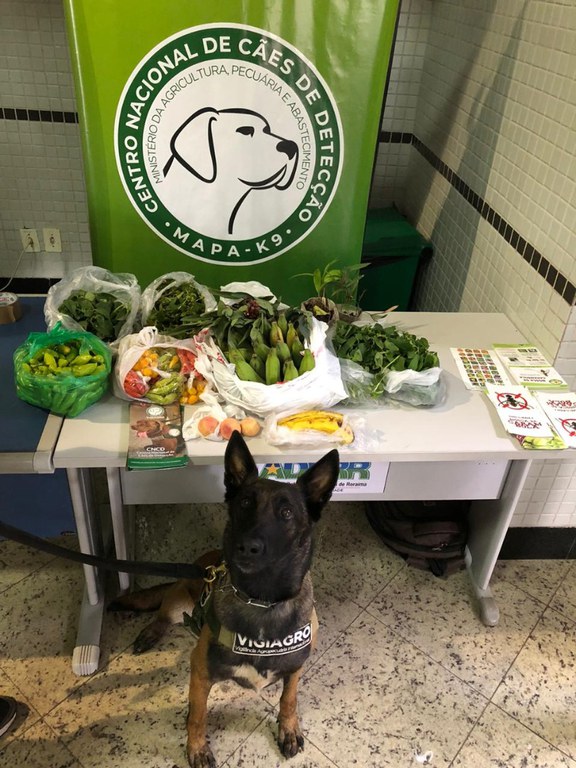 Ação fiscalização Boa Vista (2).jpeg