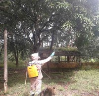 Ações para erradicação da mosca-da-carambola devem ter continuidade