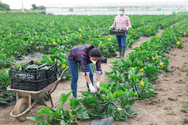 agricultores iStock-1251497629.jpg