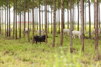 Linhas de crédito do Plano Safra auxiliam no fomento da sustentabilidade agrícola brasileira, diz CBI