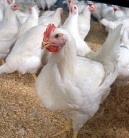 Análise feita para atender UE não detectou salmonella que afeta saúde pública