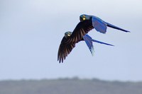 Arara-azul-de-lear repatriada da Argentina vai para criadouro em Minas Gerais