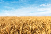Área segurada da safra de inverno cresceu 56% com apoio do Mapa