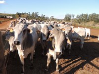 Auditoria do Serviço de Registro Genealógico de Animais passa a ser totalmente digital