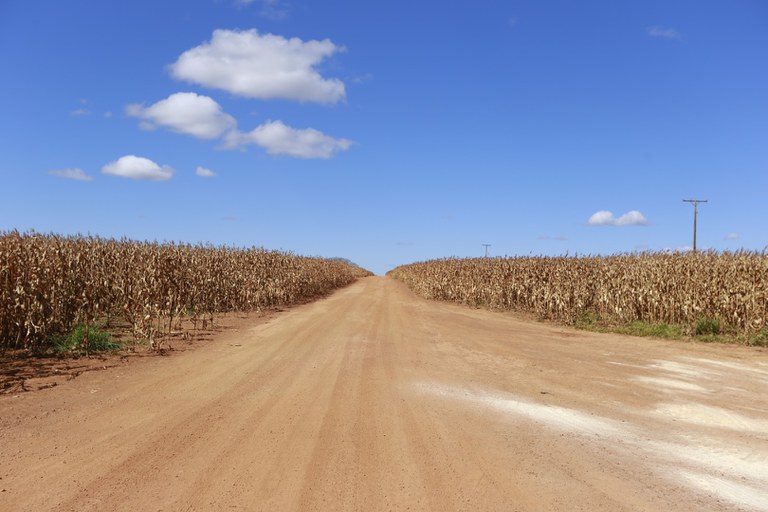 Plantação de milho na fazenda Nova Aliança