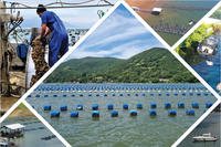 Boletim da Aquicultura em Águas da União de 2021 já está disponível