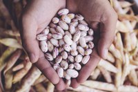 Brasil amplia exportação de pulses para a Índia