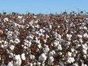 algodão embrapa valex 18.jpg