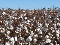 Brasil e União Europeia defendem redução de subsídios agrícolas