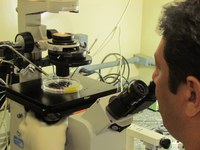 Brasil está apto a exportar embriões bovinos in vitro para o Paraguai