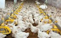 Brasil começa a exportar carne de frango in natura para Índia