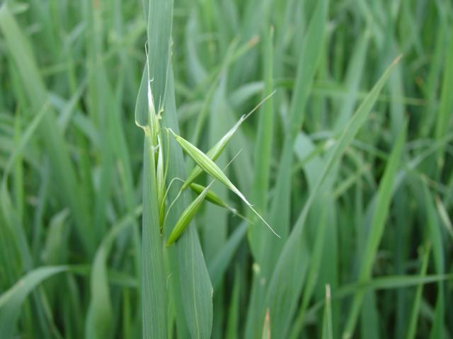 Sergio Gonçalves/Embrapa