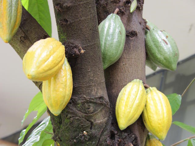 Claudio Bezerra de Melo/Embrapa