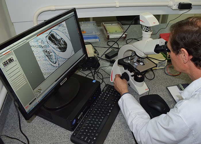 laboratorioa avaliacao anatomica semente viviana zanella embrapa.jpg