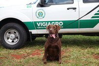 Cachorro Léo comemora cinco anos com muito trabalho na inspeção agropecuária