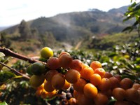 Café da região do Caparaó é reconhecido como Indicação Geográfica
