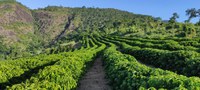 Café conilon do Espírito Santo recebe registro de Indicação Geográfica