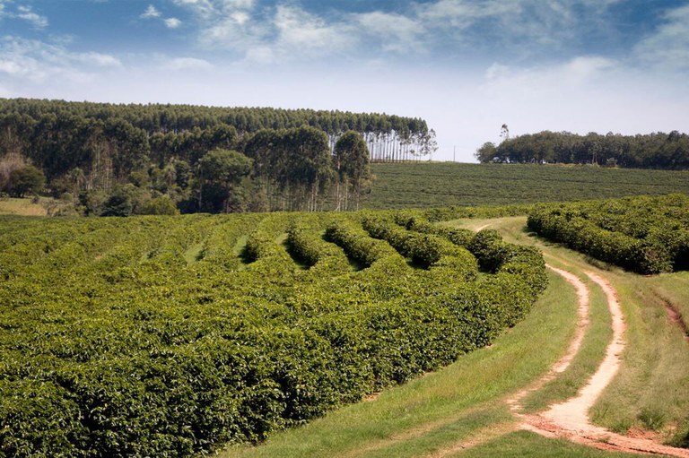 cafe_garca__foto_tamis_lustri (3).jpeg