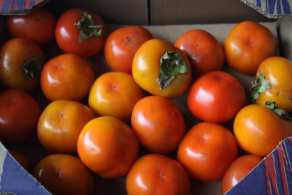 caqui