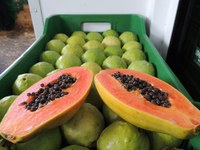 Ceagesp cria grupo para diagnóstico e proposta para adequar comércio de mamão