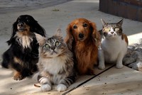 Certificado Veterinário para viagens com cães e gatos aos EUA passa a ser digital