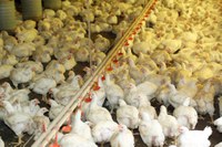 China lidera compras de produtos brasileiros do agronegócio